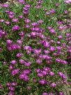 Delosperma cooperi