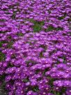 Delosperma cooperi