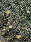 Delosperma lehmanii