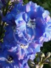 Delphinium