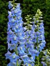 Delphinium