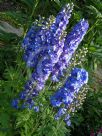 Delphinium