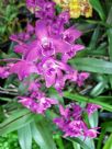 Dendrobium kingianum