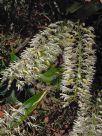 Dendrobium speciosum speciosum