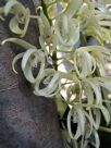 Dendrobium speciosum speciosum