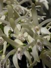 Dendrobium speciosum speciosum