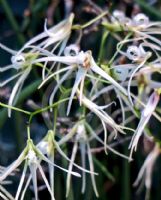 Dendrobium teretifolium