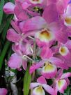 Dendrobium Soft Cane