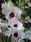 Dendrobium Soft Cane