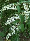 Deutzia crenata