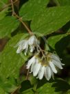 Deutzia scabra