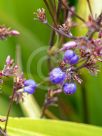 Dianella atraxis