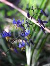 Dianella caerulea