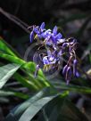 Dianella caerulea