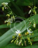 Dianella ensifolia