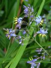 Dianella longifolia