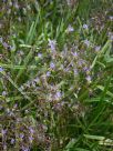 Dianella longifolia