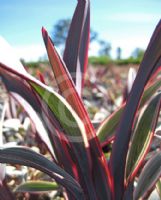 Dianella prunina Rainbow Twist