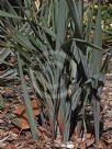 Dianella prunina Utopia