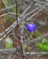 Dianella prunina