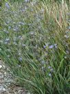 Dianella revoluta Little Rev