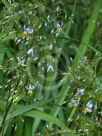 Dianella tasmanica