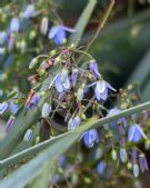 Dianella Cassa Blue