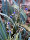 Dianella Cassa Blue