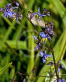 Dianella caerulea Little Jess