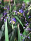 Dianella caerulea Little Jess