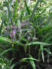 Dianella caerulea Little Jess