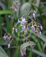 Dianella caerulea Breeze