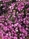 Dianthus chinensis