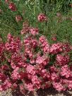 Diascia vigilis