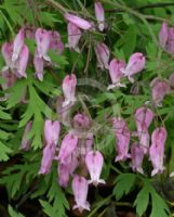 Dicentra formosa