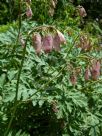 Dicentra formosa