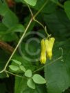 Dicentra scandens