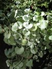 Dichondra argentea Silver Falls