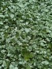 Dichondra argentea Silver Falls