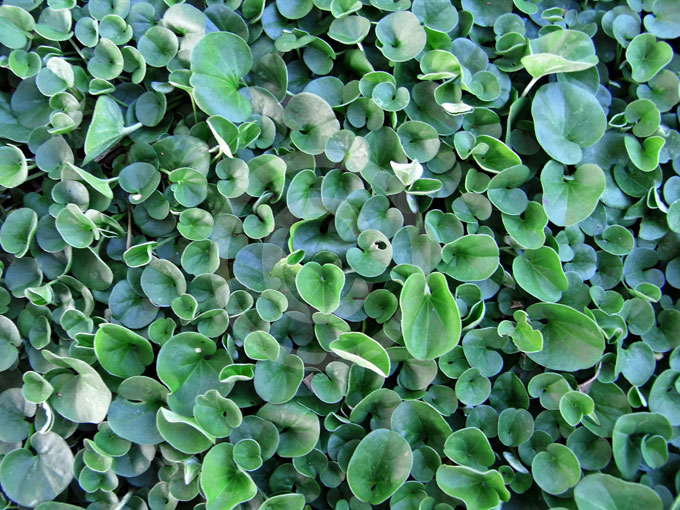 Dichondra repens Kidney Weed information & photos