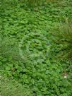 Dichondra repens