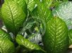 Dieffenbachia seguine