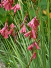 Dierama igneum