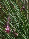 Dierama igneum