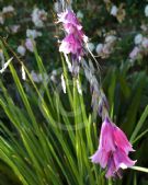 Dierama pulcherrimum