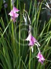 Dierama pulcherrimum