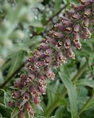 Digitalis parviflora