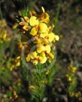 Dillwynia acicularis