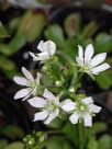 Dionaea muscipula