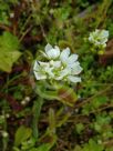 Dionaea muscipula